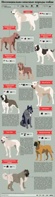 Опасные породы собак. Инфографика | Природа | Общество | Аргументы и Факты