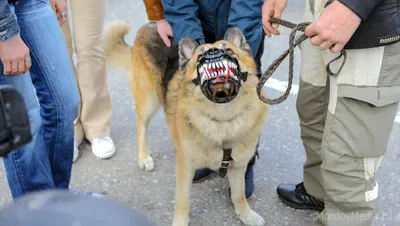 5 Самых опасных пород собак, запрещенных во многих странах мира - YouTube