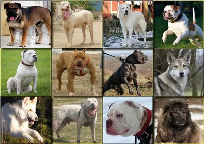 Список потенциально опасных пород собак могут расширить до 35 пунктов - РИА  Новости, 06.11.2020