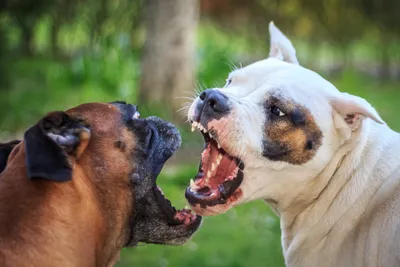 Правительство РФ назвало 12 самых опасных пород собак – DW – 30.07.2019