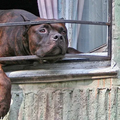 Официально утвержден список потенциально опасных пород собак - 1743.ru