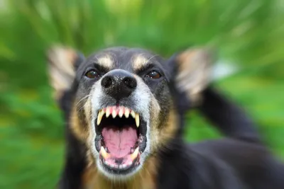 Кабмин утвердил перечень опасных пород собак (документ) | Новости Одессы