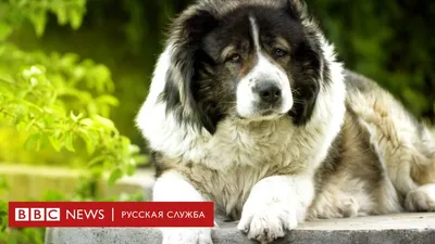 Дмитрий Медведев утвердил список потенциально опасных пород собак | МОЙ  РАЙON