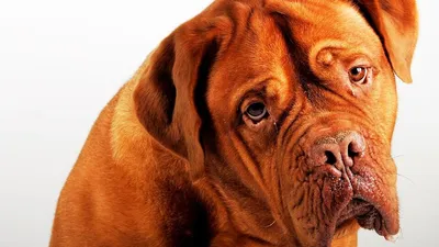 Список потенциально опасных пород собак сокращен в шесть раз — Новые  Известия - новости России и мира сегодня