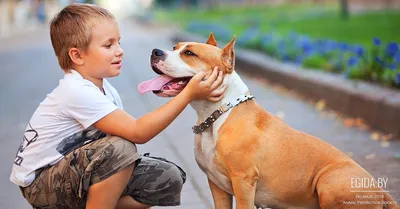 В России подготовили список потенциально опасных собак
