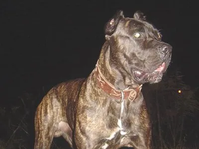 Ротвейлеров, бультерьеров, кавказских овчарок, доберманов и чёрных терьеров  предлагают включить в список потенциально опасных пород собак
