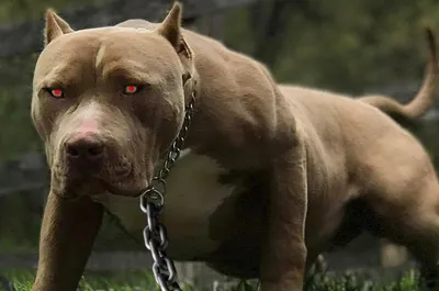 В России утверждён список потенциально опасных собак