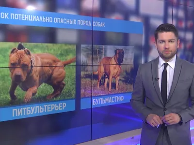 В России утвержден список потенциально опасных пород собак - 30.07.2019,  Sputnik Узбекистан