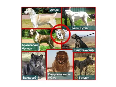 NEWSru.com :: В Росcии запретили выгуливать без намордника и поводка 12 потенциально  опасных пород собак (СПИСОК)