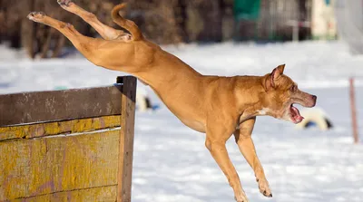 Эти собаки потенциально опасны. Официальный список. / Интересное -  Интересное в Ишиме - Vishime.ru