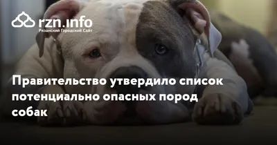 В России планируют ввести лицензии на потенциально опасные породы собак |  Заря