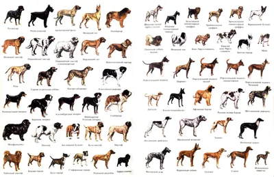 Список всех пород собак с фото фотографии