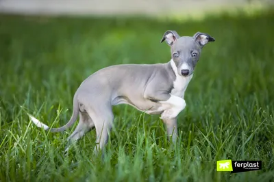 PREMIER Puppy Turkey - Премьер корм для щенков всех пород с 3 недель,  беременных и кормящих собак — Каталог товаров — Интернет-зоомагазин Мурзик