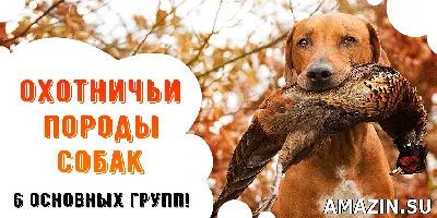 МАЛЕНЬКИЕ СОБАКИ. ПОРОДЫ ВЕСОМ НЕ БОЛЕЕ 10 КГ