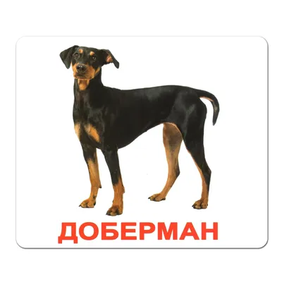 Перечень потенциально опасных пород собак в РФ