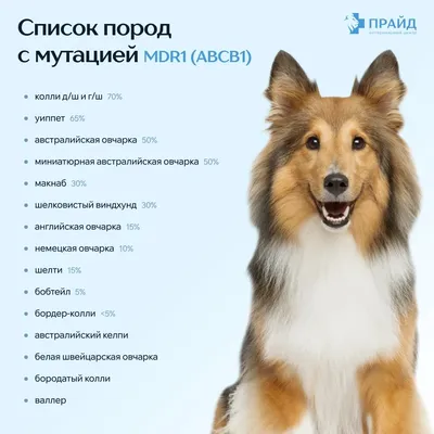 В правительстве России готовят перечень пород собак, которые могут  навредить человеку