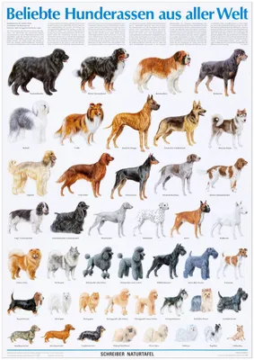 Служебные породы собак: список по размерам - мелкие, средние, крупные
