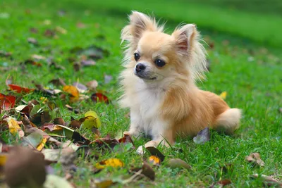 Породы собак средних размеров: фото, названия, цена щенков | «Дай Лапу»