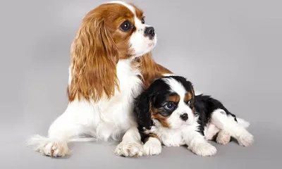 Самые красивые породы собак среднего размера