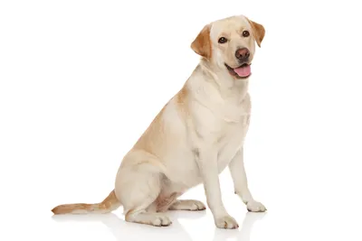 Бернский зенендхунд собака: фото, характер, описание породы