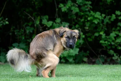 Собака срет поносом (55 фото) - картинки sobakovod.club