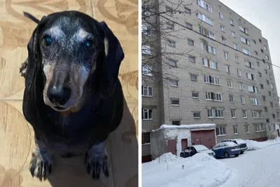 Шапочка для зубной пасты, какающая собака, топпер для зубной пасты, дозатор  зубной пасты из смолы, крышка для зубной пасты для взрослых – лучшие товары  в онлайн-магазине Джум Гик