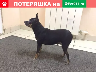 Собака и утки » maket.LaserBiz.ru - Макеты для лазерной резки