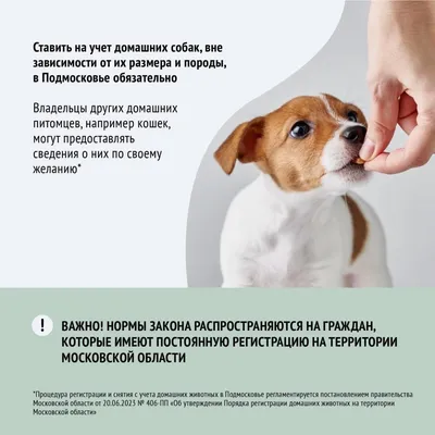 Стафилококк у собак лечение (78 фото) - картинки sobakovod.club