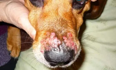 Возбудитель патогенного стафилококка у собак