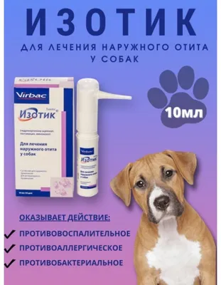 Стафилококк у собак: профилактика и лечение, симптомы с фото