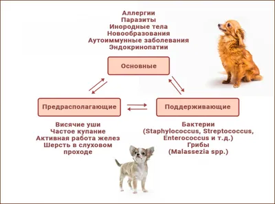 Что делать если у Вашего питомца кожные проблемы?