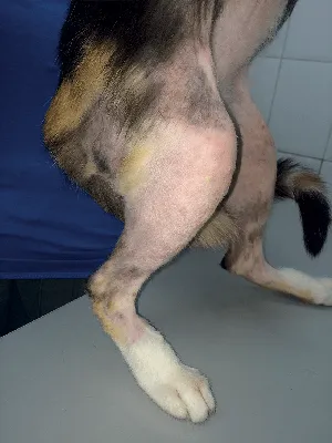 Бактериальный фолликулит у собак / Canine bacterial folliculitis