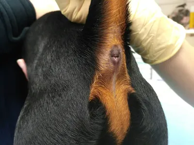 Стафилококковая пиодермия у собак фото 