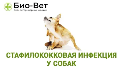 Стафилококкоз у собаки (60 фото) - картинки sobakovod.club