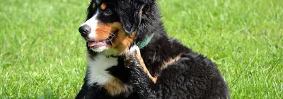 Зуд у собаки - «Айболит Плюс» - сеть ветеринарных клиник