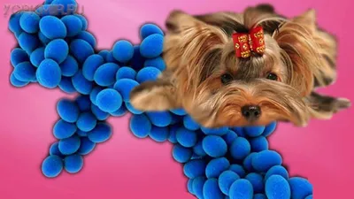 Пиодермия у собак: лечение, симптомы, список препаратов - База знаний -  статьи для кинолога - Геоинфромационный Кинологический Портал DOGBI