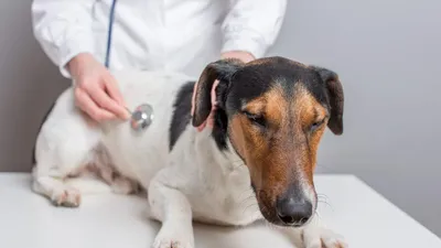 Стафилококк у собак: симптомы и лечение, передаётся ли золотистый
