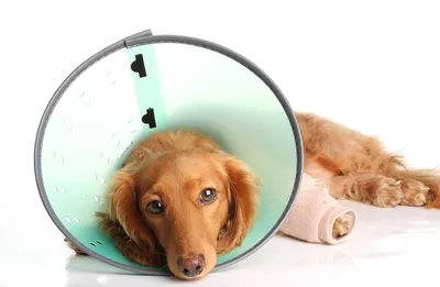 Пиодерма у собак и кошек — симптомы и лечение заболевания