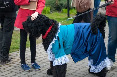 Щенки легендарной породы -собаки Сталина