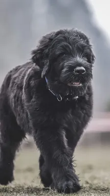 Какую породу называли \"собакой Сталина\". История породы чёрный терьер. |  Собака - друг человека | Дзен