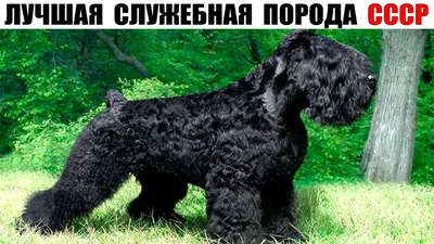 Пин от пользователя Быстрова Лариса на доске Чёрный терьер -собака Сталина  | Терьер, Собаки