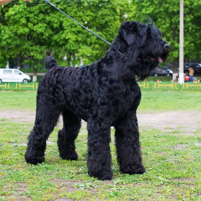 Сталинская собака - 73 фото