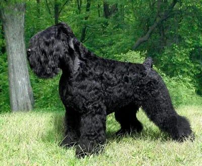 Черные русские терьеры (ЯРКИЕ или собака Сталина) Стоковое Фото -  изображение насчитывающей прелестное, родословная: 39546932