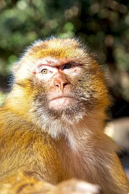 Старая обезьяна в Бали, Индонезии Стоковое Изображение - изображение  насчитывающей жизнь, естественно: 50496927
