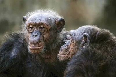 Старая Обезьянашимпанзе Ест Кусочек Фрукта — стоковые фотографии и другие  картинки Без людей - Без людей, Большая человекообразная обезьяна,  Вымирающие виды - iStock