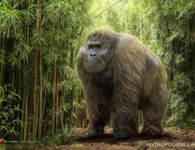 Самая старая горилла в мире умерла, переболев COVID-19 год назад - РИА  Новости Крым, 26.01.2022