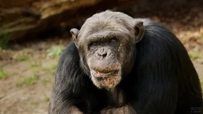 Самая старая горилла в мире отмечает 60-летие | Пикабу
