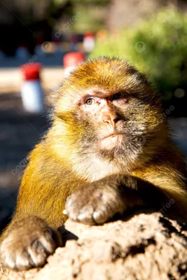 Старая обезьяна (58 лучших фото)