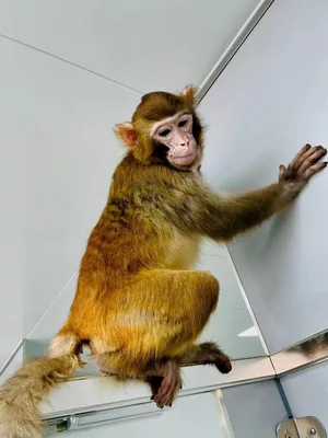 Говорящие ретро-фотографии обезьянок. Вдохновляемся перед наступающим новым  годом: Идеи и вдохновение в журнале Ярмарки Мастеров