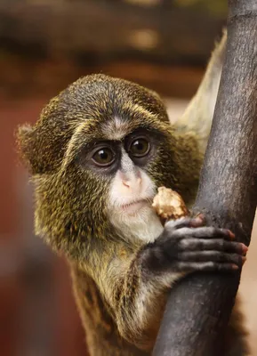 Старая обезьяна с большими глазами и морщины на земле Стоковое Фото -  изображение насчитывающей глаза, волосато: 173129732
